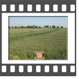 campagna di Lomello (cascine)